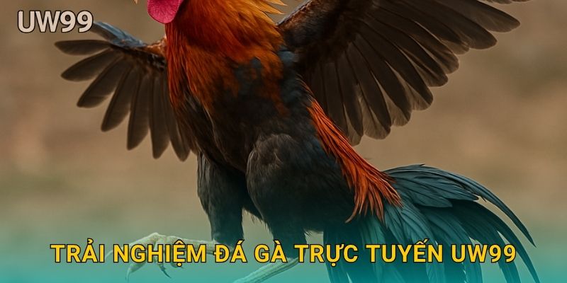 Trải nghiệm Đá gà trực tuyến uw99