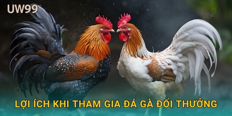 Lợi ích khi tham gia Đá gà đổi thưởng