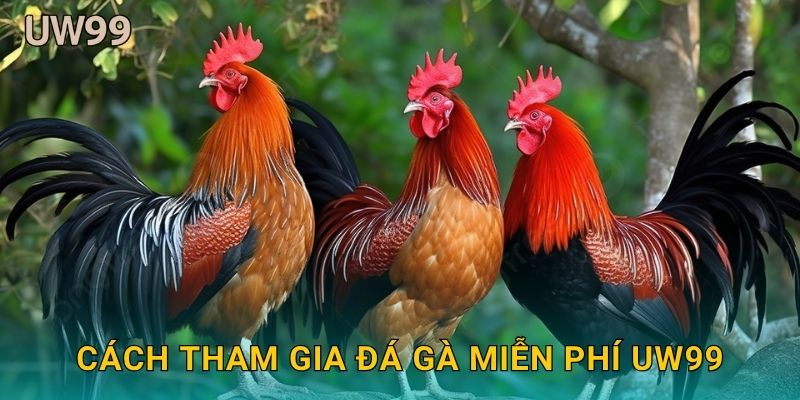 Cách tham gia Đá gà miễn phí uw99