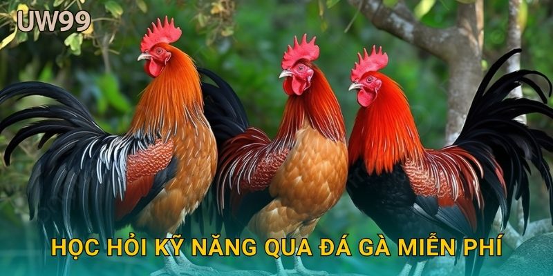 Học hỏi kỹ năng qua Đá gà miễn phí