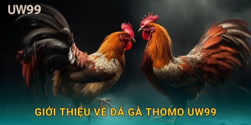 Giới thiệu về Đá gà Thomo uw99