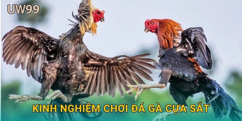 Kinh nghiệm chơi Đá gà cựa sắt