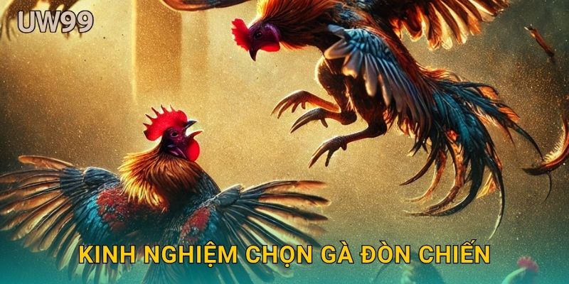 Kinh nghiệm chọn gà đòn chiến