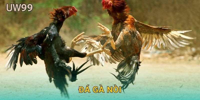 Đá gà nòi danh tiếng – Sức mạnh bản lĩnh tại uw99