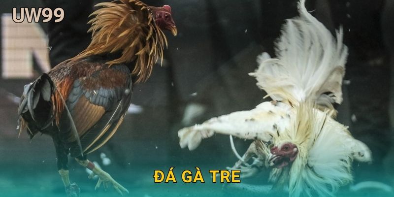 Đá gà tre nhanh nhẹn – Cuộc đấu đầy kịch tính tại uw99