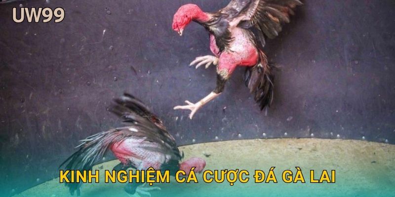 Kinh nghiệm cá cược Đá gà lai