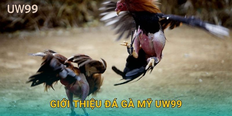 Giới thiệu Đá gà Mỹ uw99