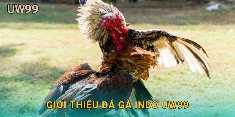 Giới thiệu Đá gà Indo uw99