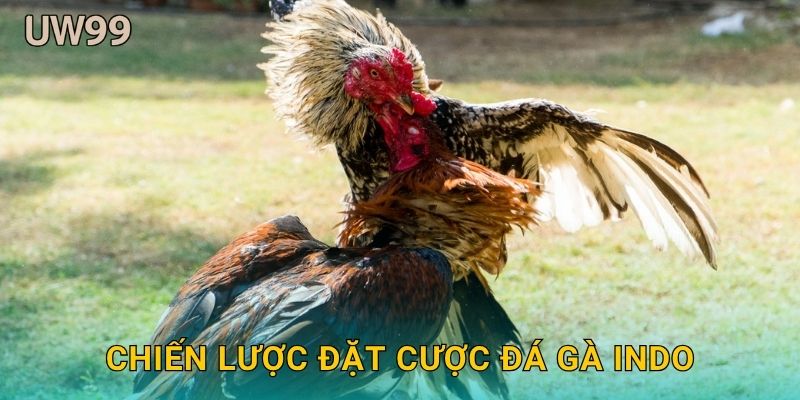 Chiến lược đặt cược Đá gà Indo
