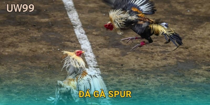 Đá gà spur kỹ thuật – Đấu trường chuẩn quốc tế tại uw99