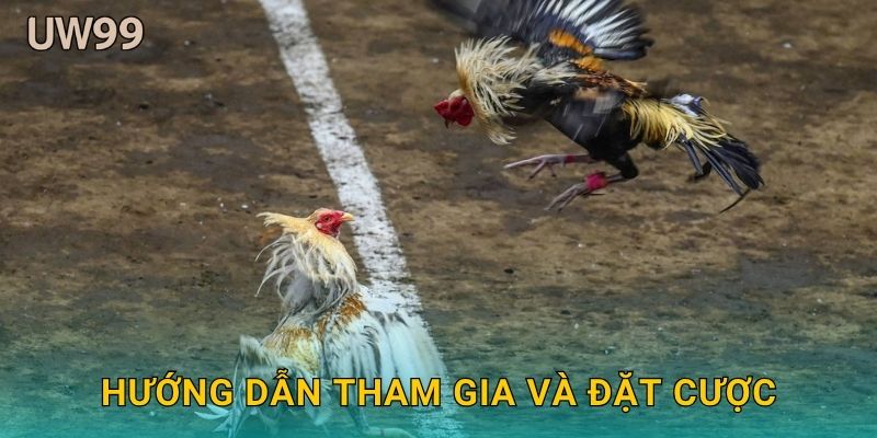Hướng dẫn tham gia và đặt cược
